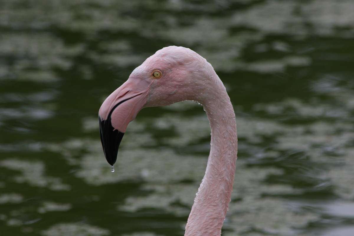 Flamingo
