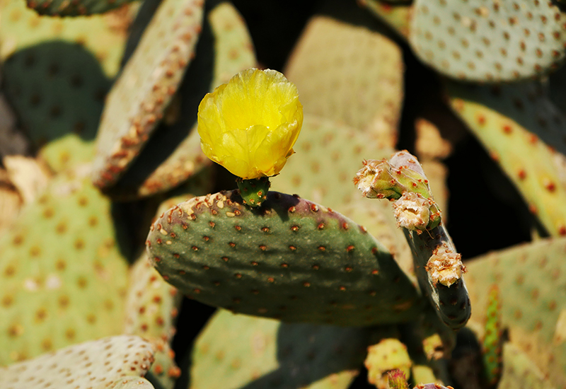 Kaktus mit BlÃ¼te
