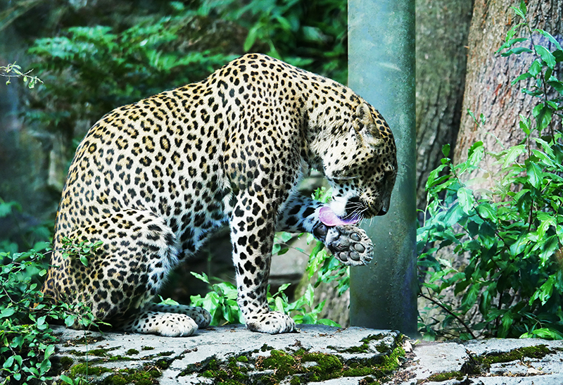 Leopard
