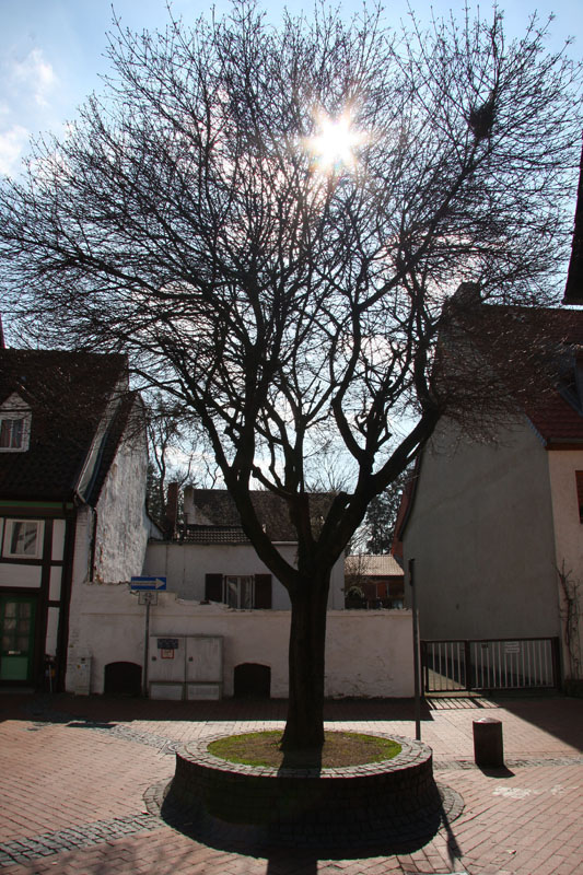 Ein Baum in der Altstadt
