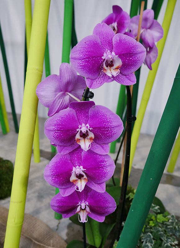 Orchidee
