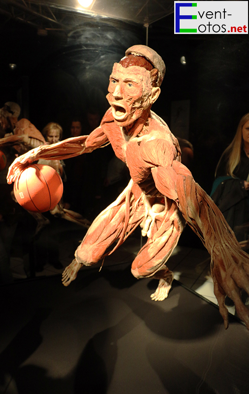 Basketballspieler
