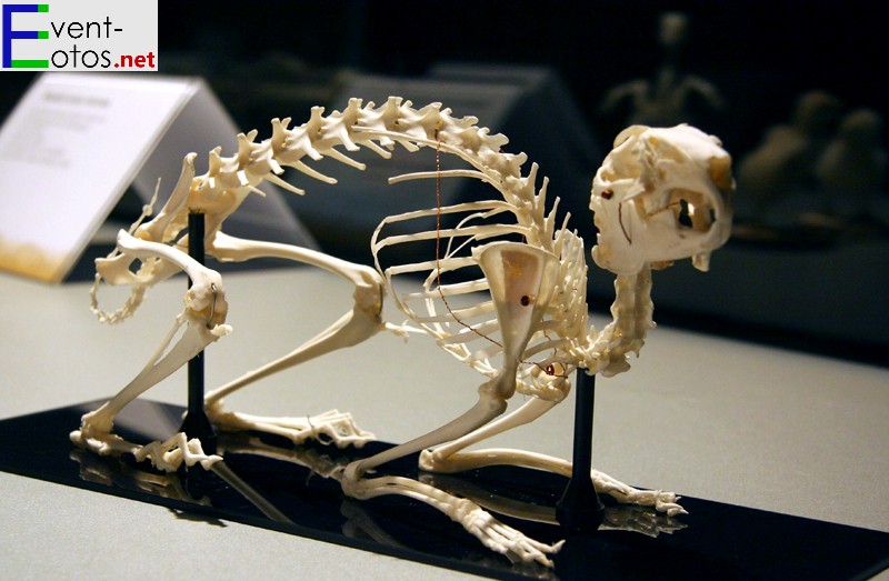 Skelett eines Feldhasen

