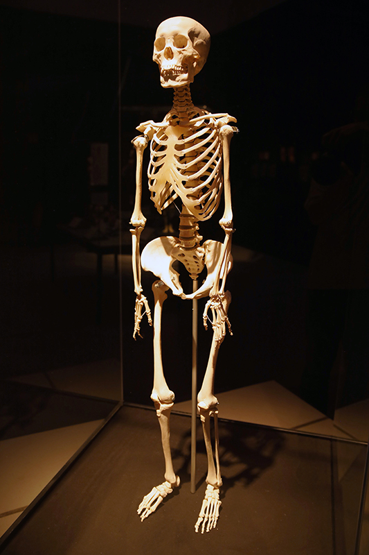 Das menschliche Knochensystem
