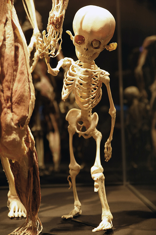 Skelett eines Kleinkindes
