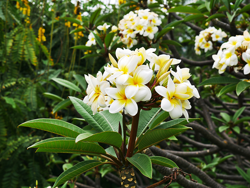 Orchideengarten Funchal
