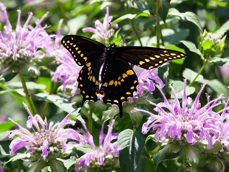 Schmetterling im DUMBO Park, Brooklyn
