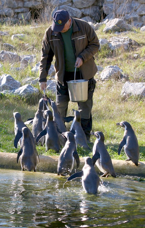 FÃ¼tterung der Pinguine
