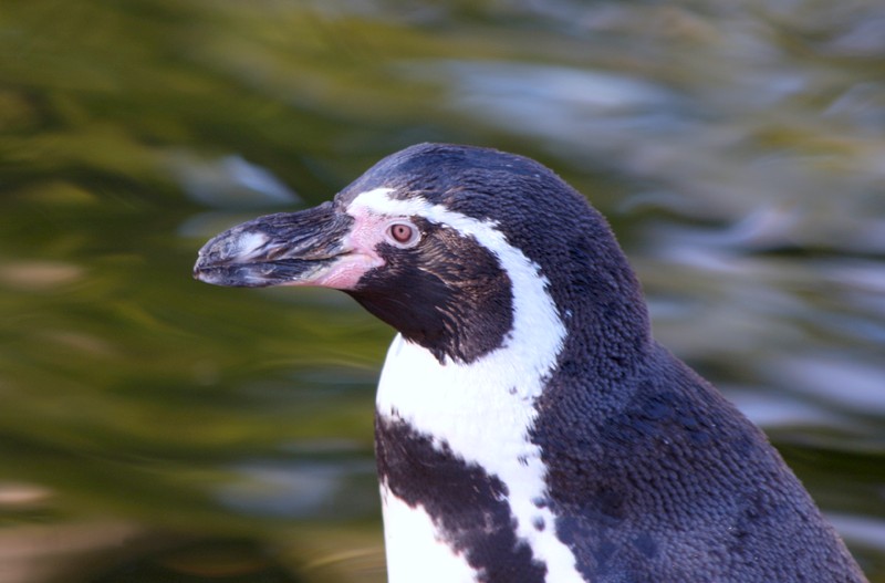 Pinguin
