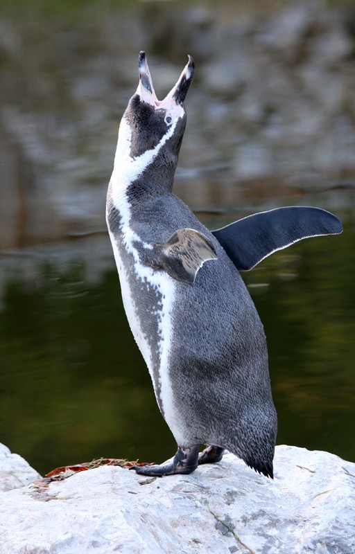 Ein hungriger Pinguin ?
