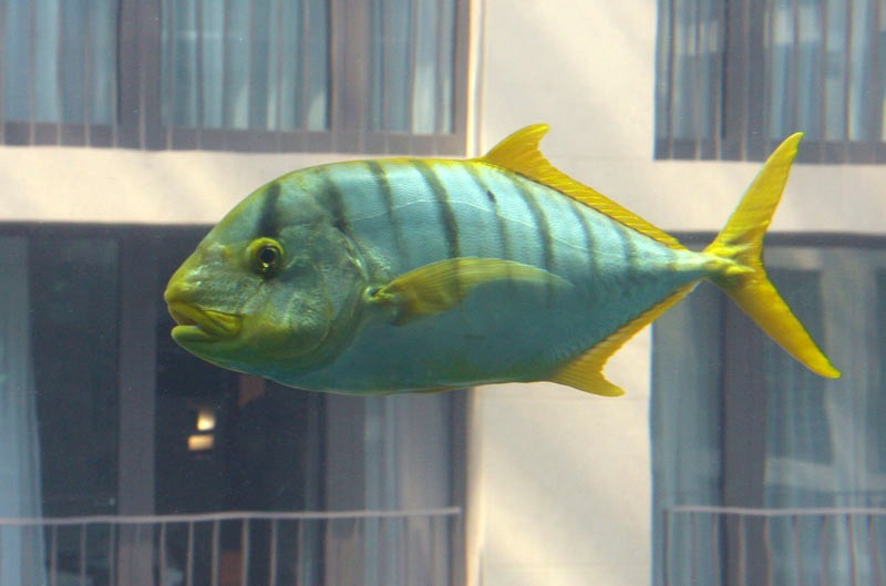 Fisch im Aquadom 
