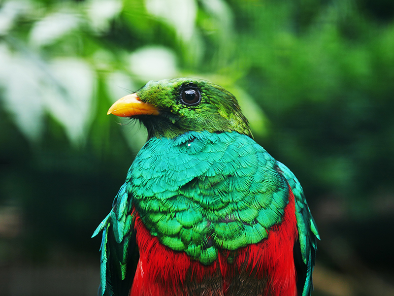 Goldkopf-Quetzal
