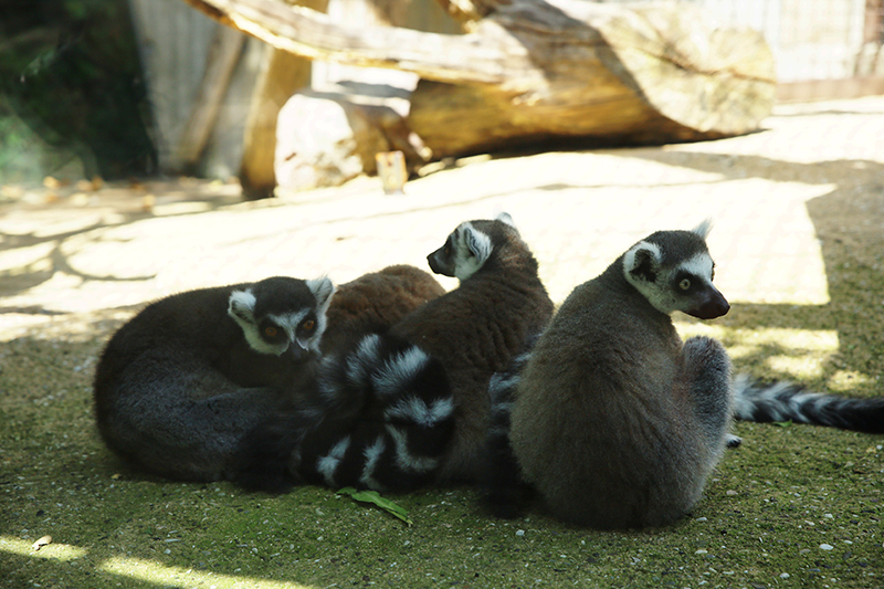 Lemuren Gruppe
