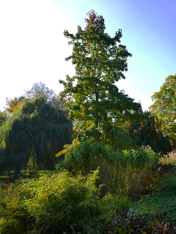 Goldener Herbst
