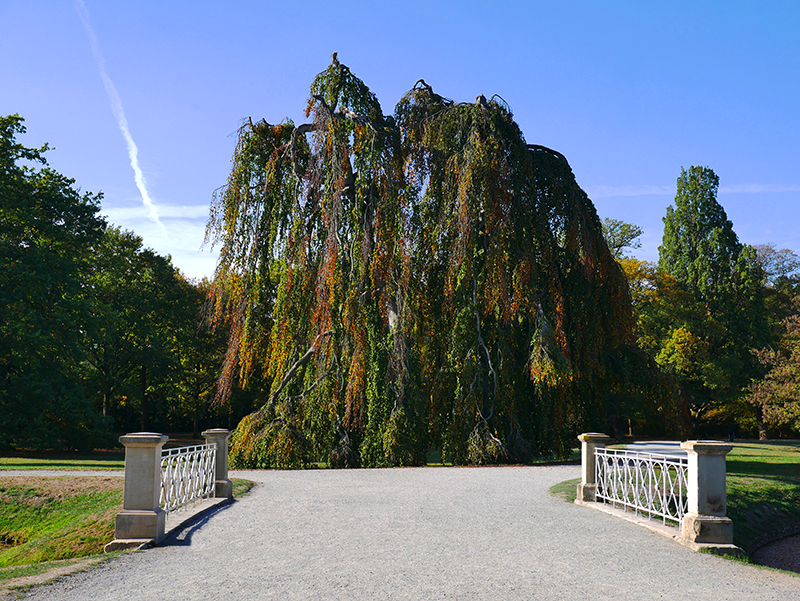 Goldener Herbst
