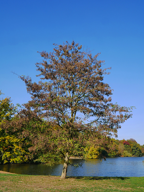 Goldener Herbst
