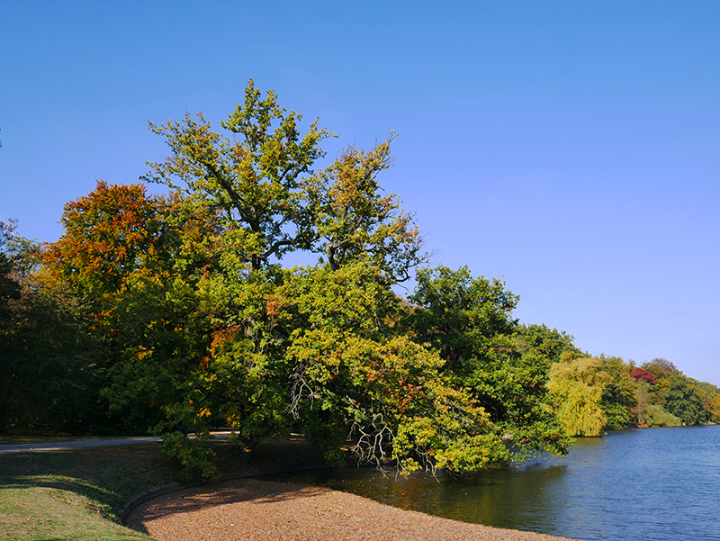 Goldener Herbst
