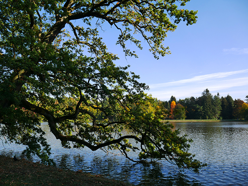 Goldener Herbst
