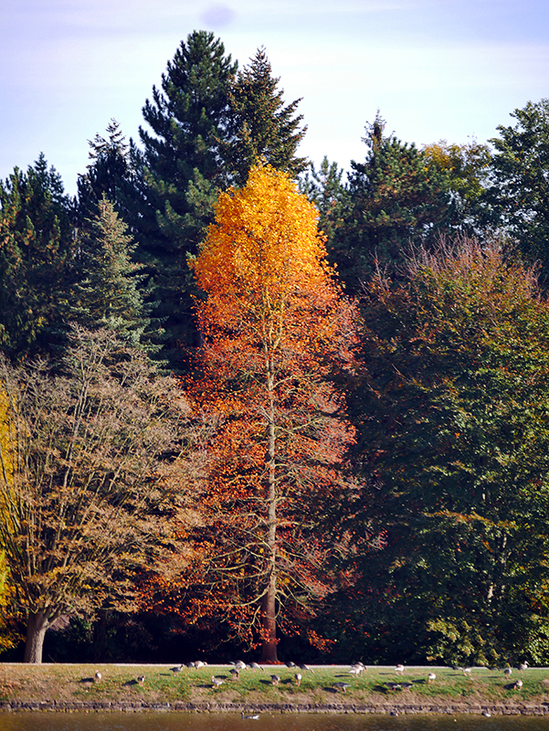 Goldener Herbst
