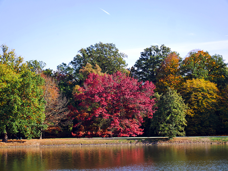 Goldener Herbst
