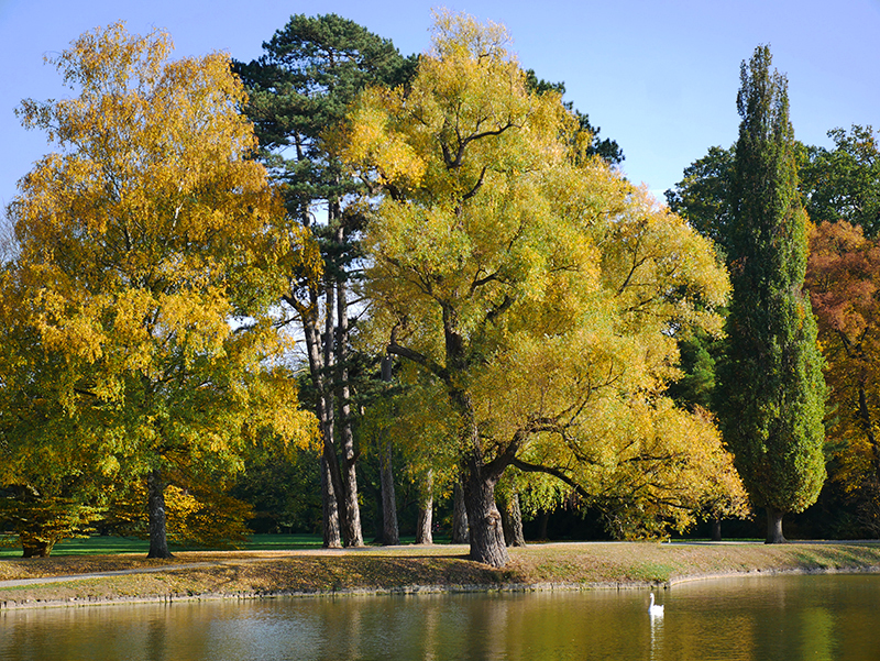 Goldener Herbst
