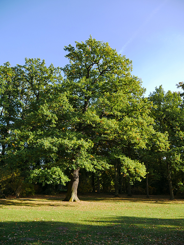 Goldener Herbst
