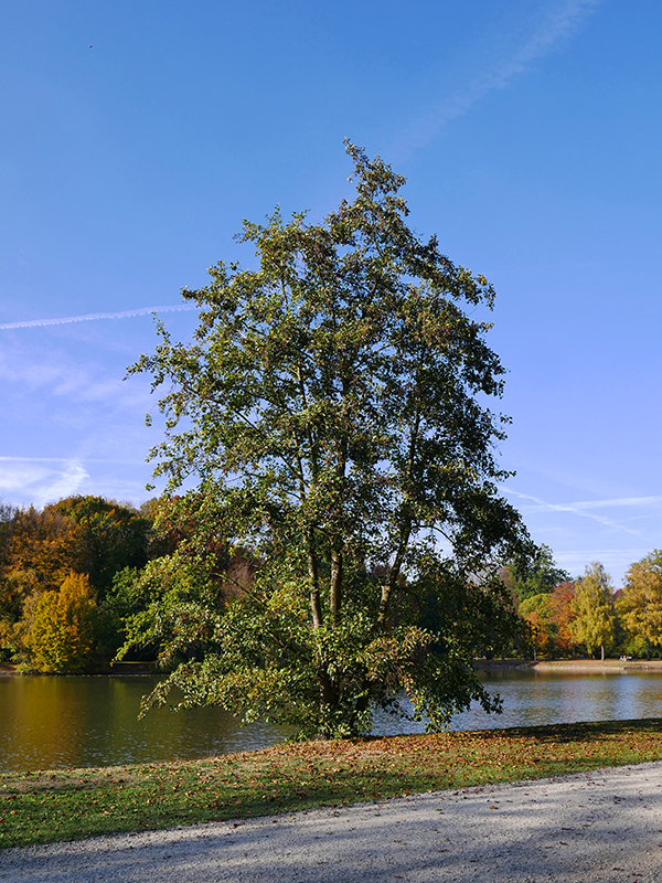 Goldener Herbst
