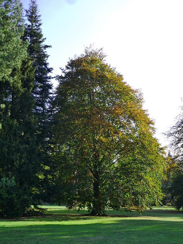 Goldener Herbst
