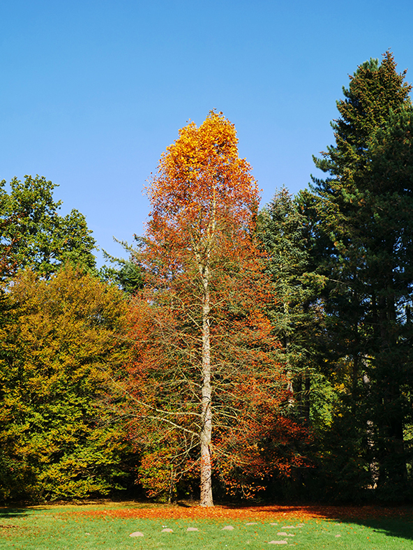 Goldener Herbst
