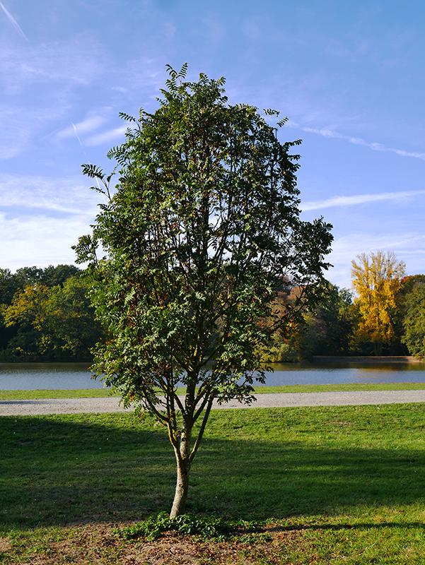 Goldener Herbst
