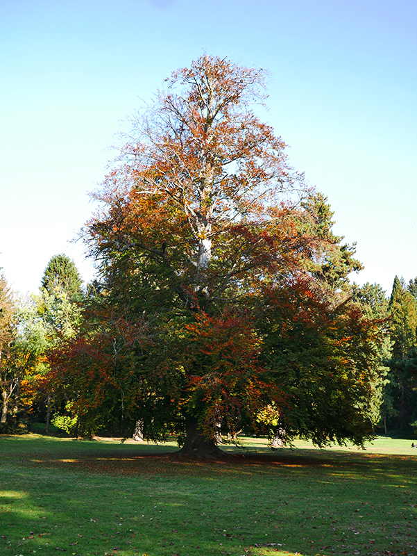 Goldener Herbst
