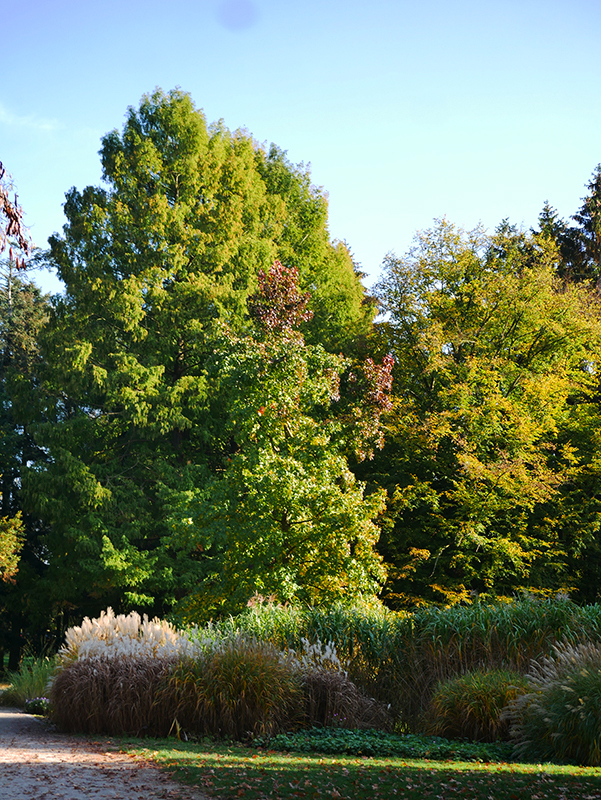 Goldener Herbst
