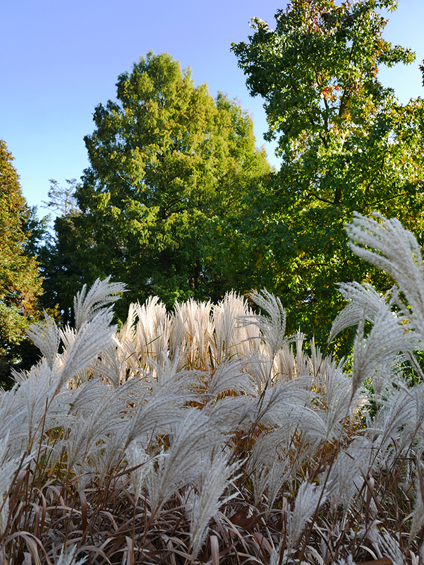 Goldener Herbst
