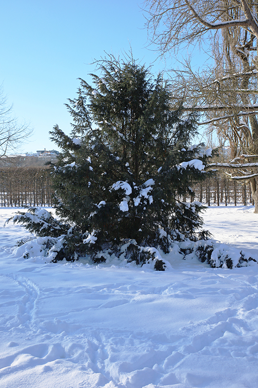 Baum in der Karlsaue
