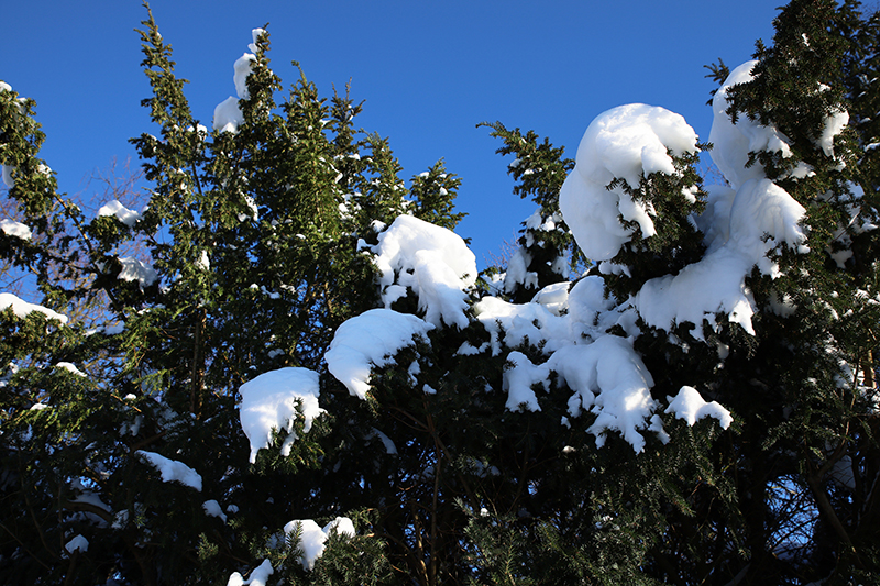 Schneebedeckte Zweige
