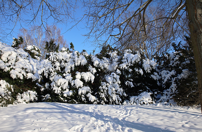 Schneebedeckter Strauch
