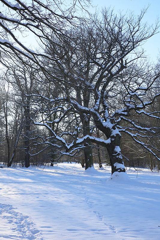 Baum in der Karlsaue
