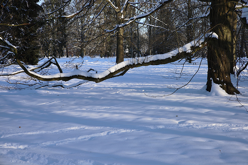 Baum in der Karlsaue
