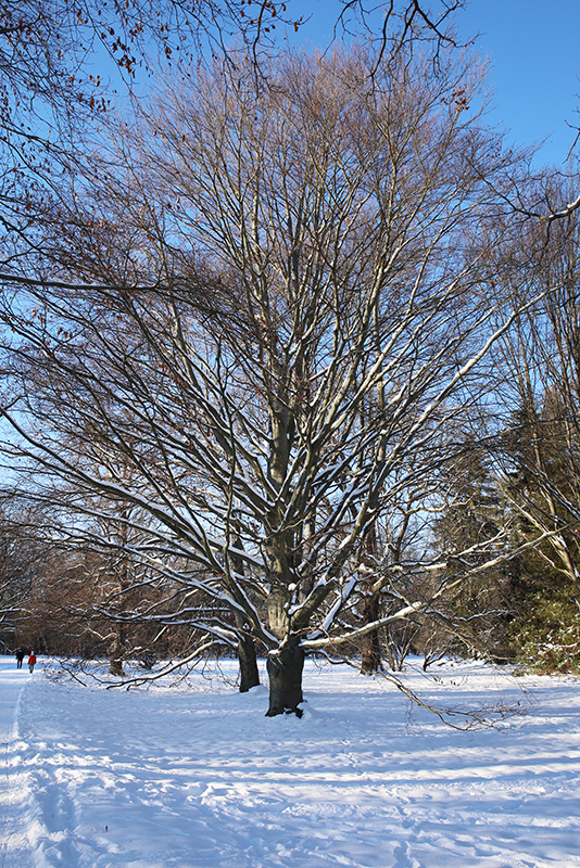 Baum in der Karlsaue
