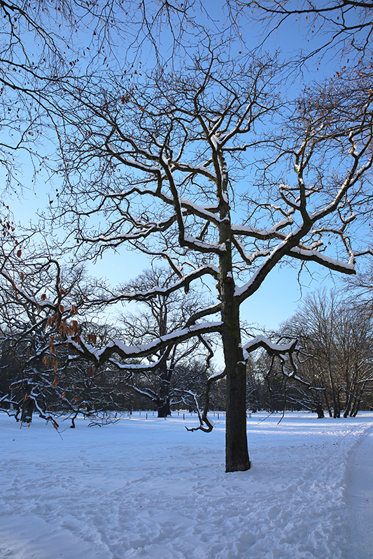 Baum in der Karlsaue
