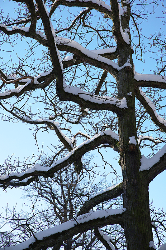 Baum in der Karlsaue
