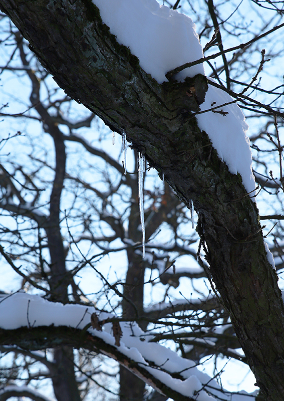 Eiszapfen am Baum
