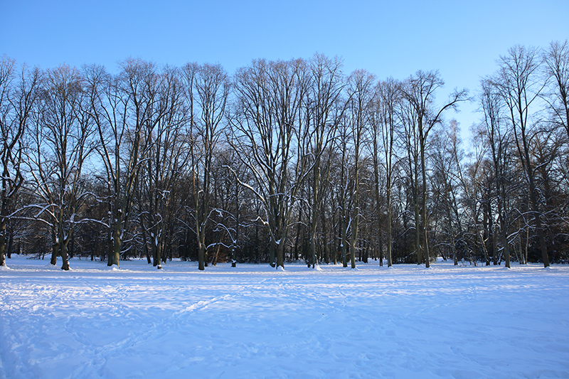 Baumreihe in der Karlsaue
