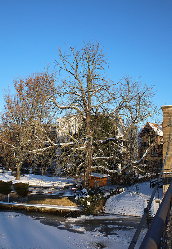 Baum vor dem Kurbad Jungborn von der DrahtbrÃ¼cke aus gesehen
