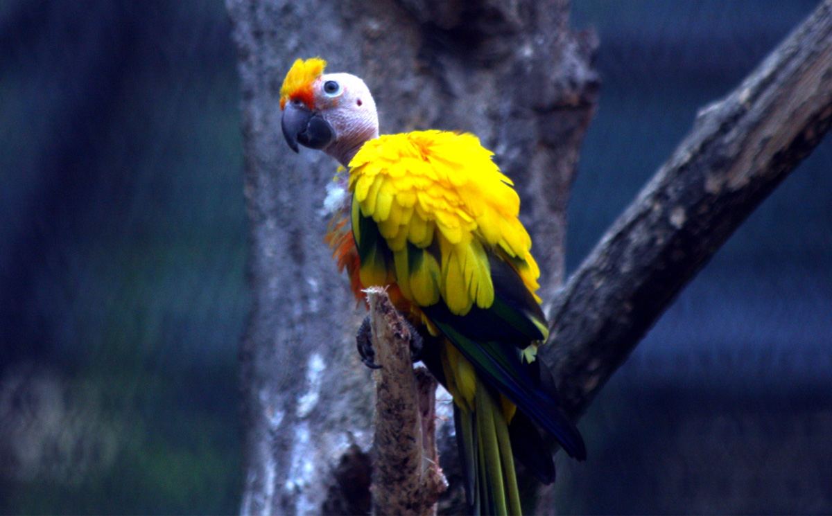 'Komischer' Vogel 
