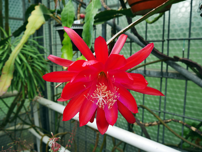 Cereus spegazzini
