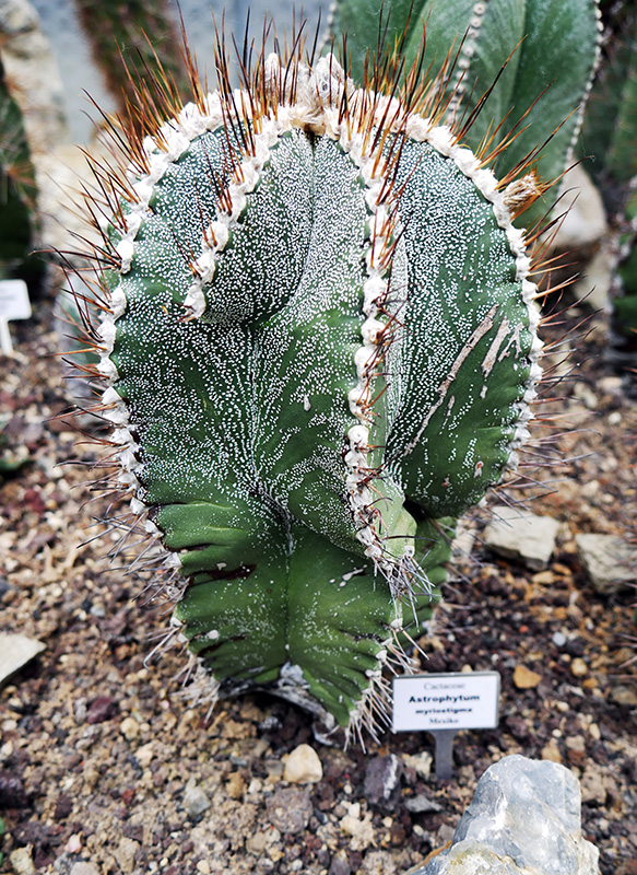 Astrophytum
