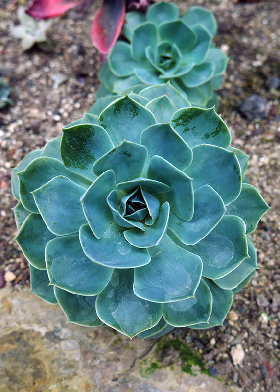 Echeveria potosina
