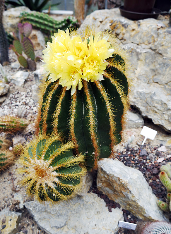 Parodia warasii
