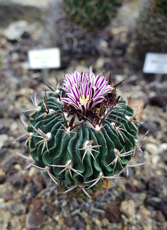 Stenocactus crispatus
